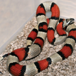 Gray Banded Kingsnake for Sale