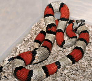 Snakes For Sale