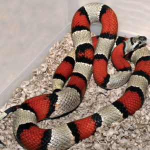 Gray Banded Kingsnake for Sale
