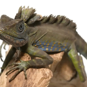 Great Anglehead Lizard For Sale