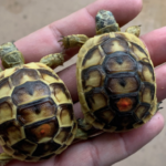 Greek Tortoise for Sale