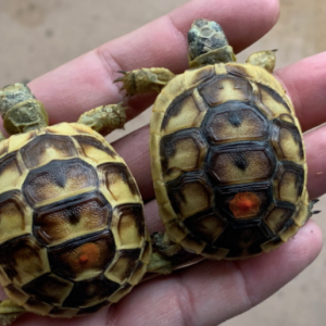 Greek Tortoise for Sale