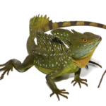 Green Basilisk for Sale
