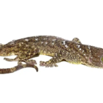 Green Eye Gecko for Sale