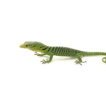 Green Tree Monitor for Sale