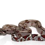 Guyana Red Tail Boa for Sale