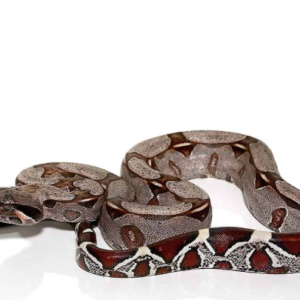 Guyana Red Tail Boa for Sale