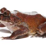 Hairy Frog For Sale