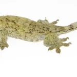 Halmahera Giant Gecko for Sale