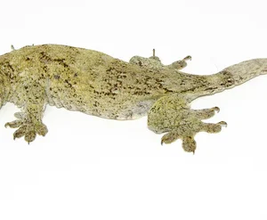 Halmahera Giant Gecko for Sale
