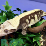 Harlequin Crested Gecko For Sale
