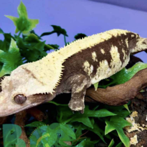 Harlequin Crested Gecko For Sale