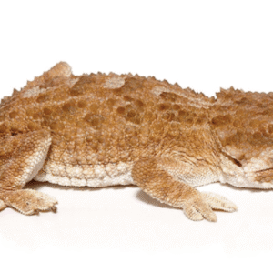 Helmeted Gecko For Sale