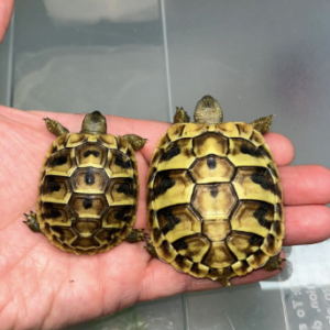 Hermanns Tortoise for Sale