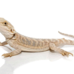 Hypo Blue Bar Bearded Dragon For Sale