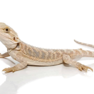Hypo Blue Bar Bearded Dragon For Sale