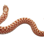 Hypo Western Hognose Snake For Sale