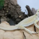 Hypo Witblits Bearded Dragon For Sale