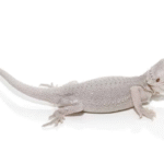 Hypo Zero Bearded Dragon For Sale