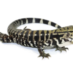Ice Tegu Het Albino For Sale