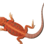 Inferno Blue Bar Bearded Dragon For Sale 11-14 Inch