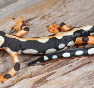 Iranian Kaiser Newt for Sale