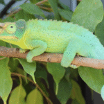 Jackson’s Chameleon for Sale