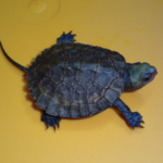 Japanese Pond Turtle for Sale
