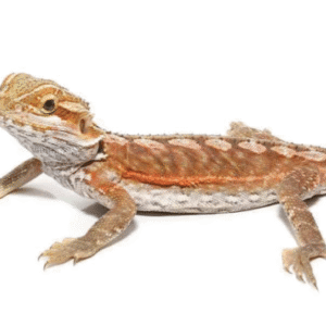 Juvenile Inferno Leatherback Bearded Dragon For Sale