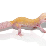 Raptor Leopard Gecko For Sale (Solid Red Eyes)