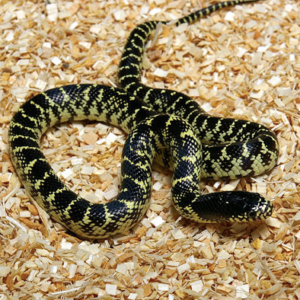 King Cobra For Sale