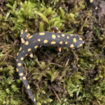 Lake Urmia Newt for Sale