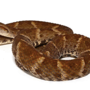 Lancehead Viper For Sale