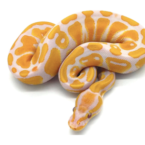 Lavender Albino Ball Python For Sale