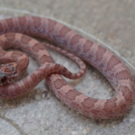 Lavender Blood Red Corn Snake for Sale