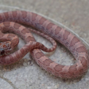Lavender Blood Red Corn Snake for Sale