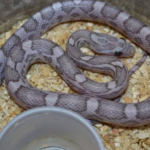 Lavender Corn Snake for Sale