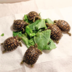 Leopard Tortoise for Sale
