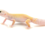 Leucistic Leopard Gecko for Sale