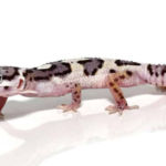 Mack Snow Leopard Gecko for Sale
