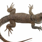 Madagascan Collared Iguana For Sale