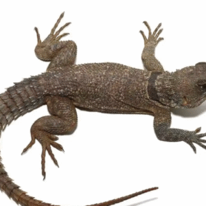 Madagascan Collared Iguana For Sale