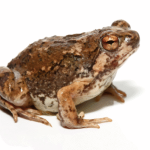 Madagascar Brown Rain Frog For Sale