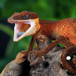 Malaysian Cat Eye Gecko For Sale
