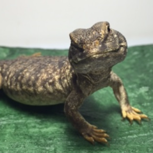 Mali Uromastyx for Sale