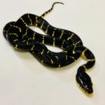 Mangrove Snake for Sale