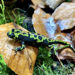 Marbled Newt for Sale