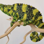 Meller’s Chameleon for Sale