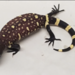 Mexican Beaded Lizard For Sale