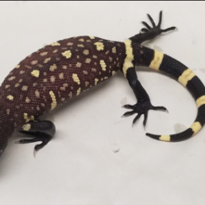 Mexican Beaded Lizard For Sale